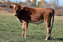 2232 CATCHIN HORNE STEER