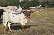 RJF MVP Cowgirl - Tag 040