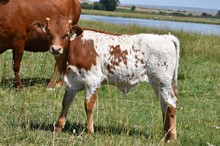 2229 SNOWFLAKE STEER