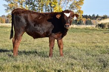 2228 SIPPIN WHISKEY STEER