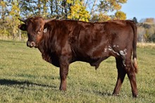 221 NETTY BULL