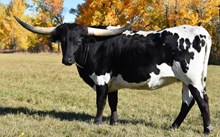 MWR BUCKSHOTS SMOKIN HOT