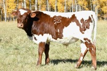 2530 WINGIN EAGLE BULL