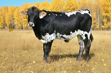 2539 DIAMONDS 2ND TWIN