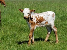 Bull 818