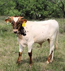 RJF J-Gal X Cowboy Tuff Chex - Calf - Tag 007