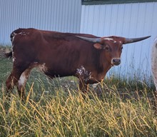 21-11 TUFF MIRICLE STEER