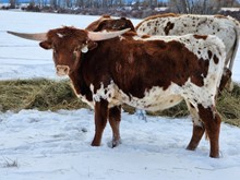 21-22 WILLOW STEER
