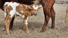2334 TR FRESH POWDER BULL