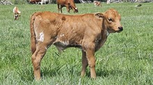 2337 RAINYS SNOWFLAKE BULL