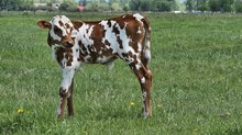 2338 CATCHIN HORN BULL