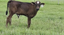 2333 MERIDIAN HOT STREAK BULL
