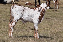 2331 EL NIGHTSTAR BULL