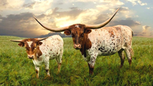 RC TUFF'S WILD COWGIRL