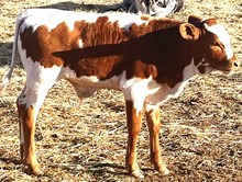 BC Rural Montana Kid