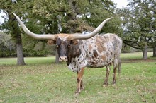 GLR MISS TUFF 2 DRAG