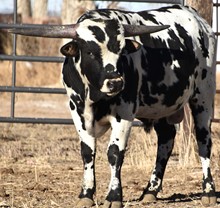 MWR SPOTTED BULL 