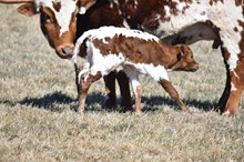 2536 RAINDANCER BULL