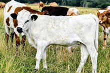 2533 SILVERBELLS BULL
