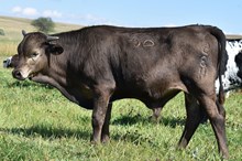 2534 SMOKiN SADDLES BULL