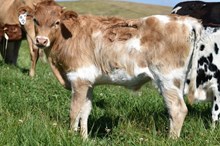 2543 GREY SKY STEER