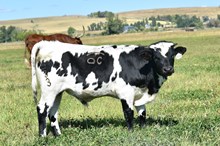 2533 NIGHT STAR BULL