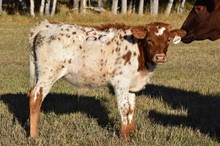 Daisy steer