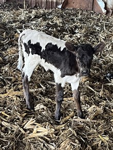 Dutch Bliss heifer 