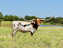 Sarita's Ramblin Rose