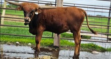 2227 OERO BULL