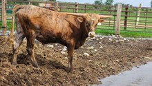 2223 RIO TUFF SWEET BELL BULL