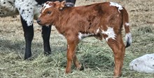  2531 LEMONADE BULL
