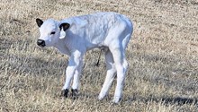 2533 SILVERBELLS BULL
