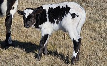 2534 NIGHT STAR BULL