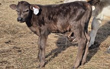 2534 SMOKEN SADDLES BULL
