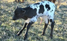 2537 DOUBLE EAGLE BULL