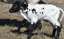 2538 MERIDIAN BULL