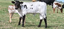 2538 MERIDIAN BULL