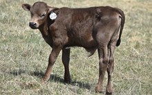 2532 SMOKEN SADDLES BULL