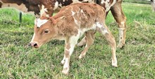 2540 1ST PRIZE BULL