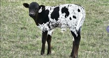 2537 DOUBLE EAGLE BULL