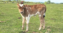 2541 1ST PRIZE BULL