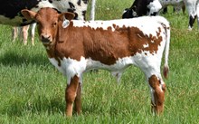2536 RAINDANCER BULL