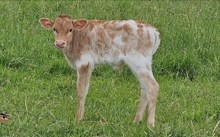 2543 GREY SKY BULL
