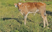 2541 1ST PRIZE BULL