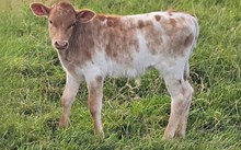 2543 GREY SKY BULL