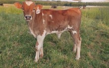 2541 1ST PRIZE BULL