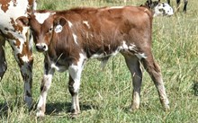 2541 1ST PRIZE BULL