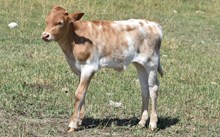 2543 GREY SKY BULL