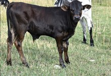 2542 SWEET BELL BULL
